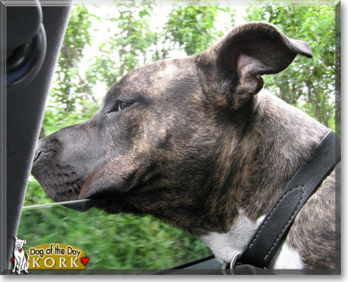 Kork, the Dog of the Day Kork, the Dog of the Day