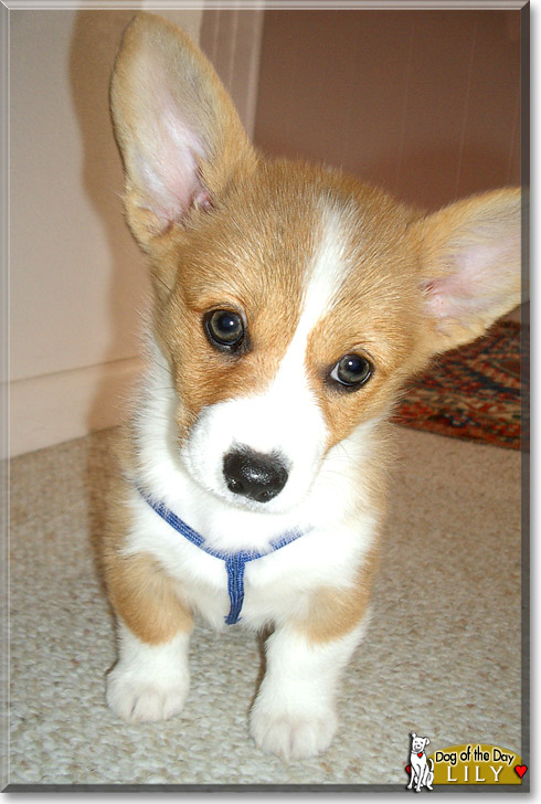 Lily, the Dog of the Day Lily, the Dog of the Day