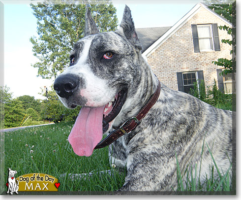 Max, the Dog of the Day Max, the Dog of the Day