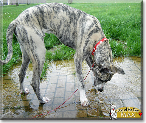 Max, the Dog of the Day Max, the Dog of the Day