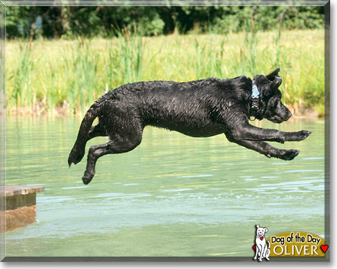 Oliver, the Dog of the Day Oliver, the Dog of the Day