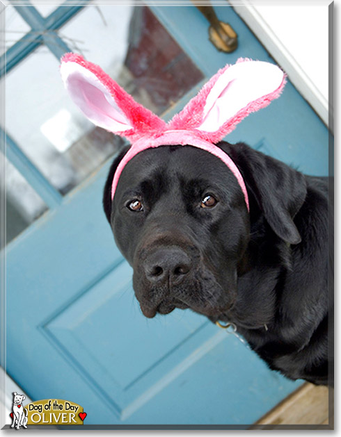 Oliver, the Dog of the Day Oliver, the Dog of the Day