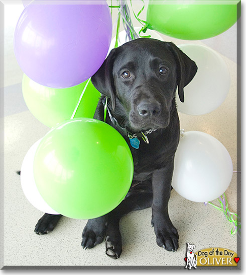 Oliver, the Dog of the Day Oliver, the Dog of the Day