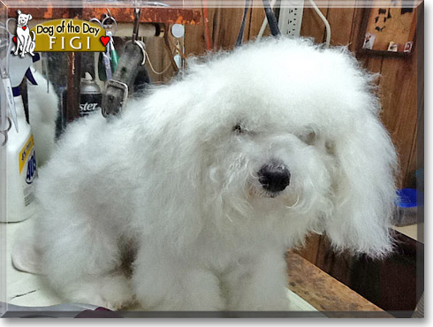 Figi, the Dog of the Day Figi, the Dog of the Day