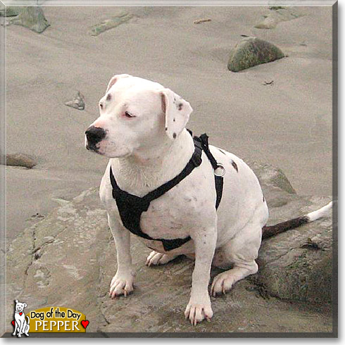 Pepper, the Dog of the Day