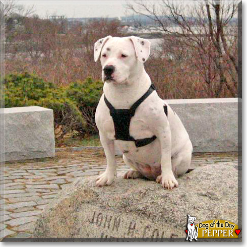 Pepper, the Dog of the Day