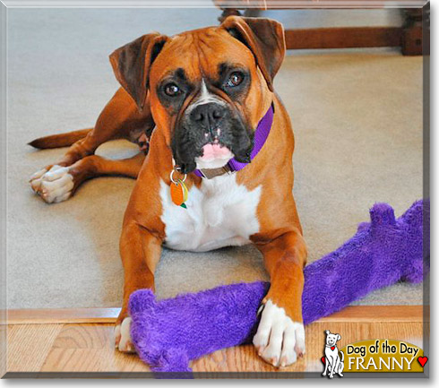 Franny, the Dog of the Day Franny, the Dog of the Day