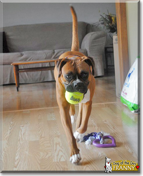 Franny, the Dog of the Day Franny, the Dog of the Day