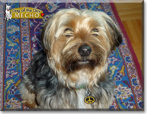 Mecho, the Dog of the Day Mecho, the Dog of the Day
