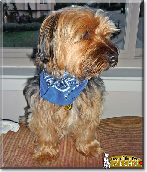 Mecho, the Dog of the Day Mecho, the Dog of the Day
