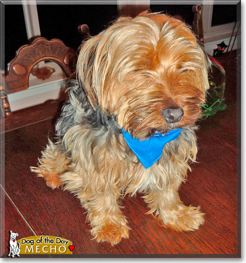 Mecho, the Dog of the Day Mecho, the Dog of the Day