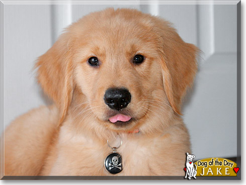 Jake, the Dog of the Day Jake, the Dog of the Day