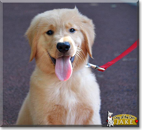 Marley, the Dog of the Day Marley, the Dog of the Day