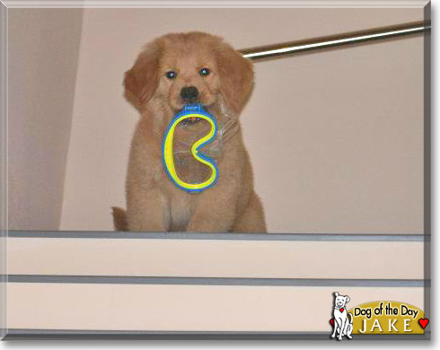 Marley, the Dog of the Day Marley, the Dog of the Day