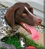 Reggie the German Shorthair Pointer