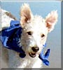Maddie the Wire Fox Terrier