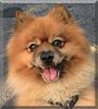 Leo the Pomeranian