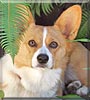 Lily the Pembroke Welsh Corgi