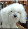 Figi the Bichon Frise