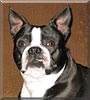 Frankie the Boston Terrier