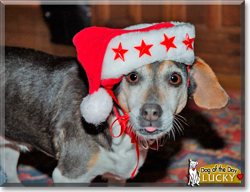 Lucky, the Dog of the Day Lucky, the Dog of the Day
