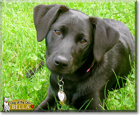 Bella, the Dog of the Day Bella, the Dog of the Day