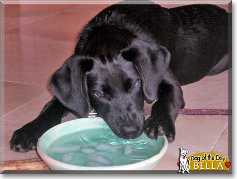 Bella, the Dog of the Day Bella, the Dog of the Day