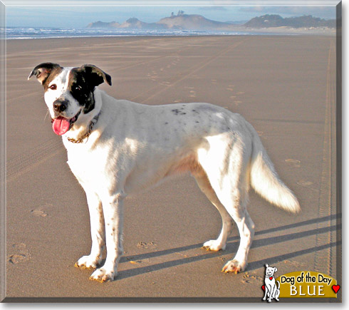 Blue, the Dog of the Day Blue, the Dog of the Day