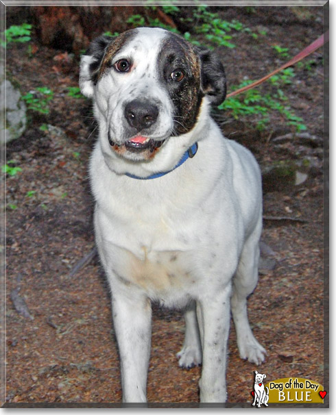 Blue, the Dog of the Day