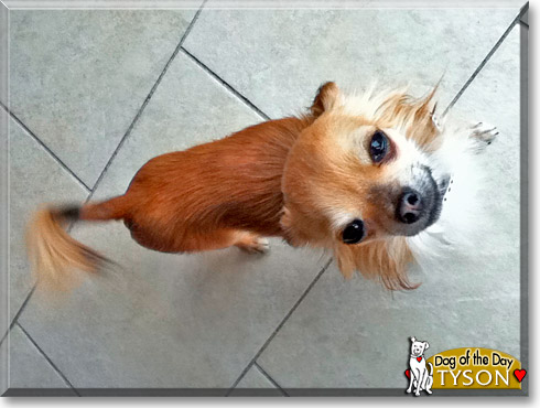 Tyson, the Dog of the Day