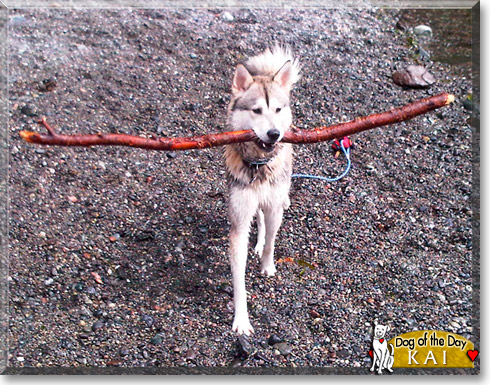 Kai, the Dog of the Day Kai, the Dog of the Day
