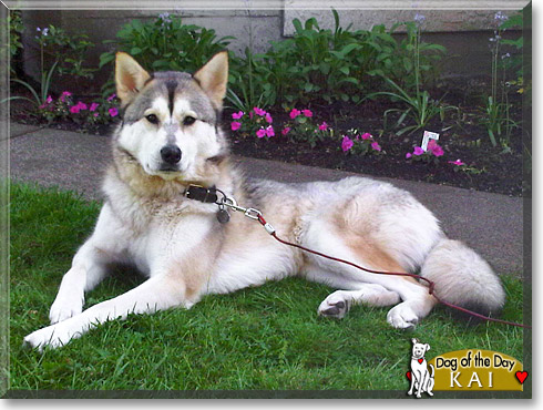 Kai, the Dog of the Day