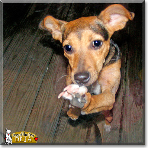 Deja, the Dog of the Day