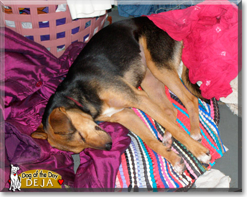 Deja, the Dog of the Day