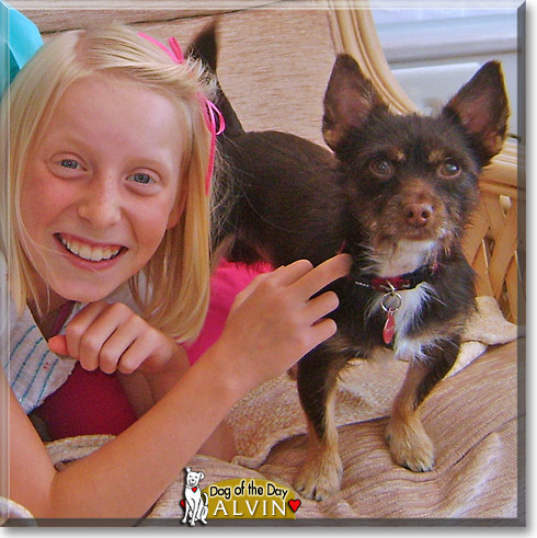 Alvin, the Dog of the Day