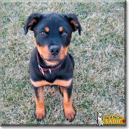 Sadie, the Dog of the Day Sadie, the Dog of the Day