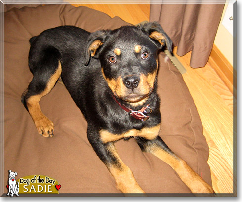 Sadie, the Dog of the Day