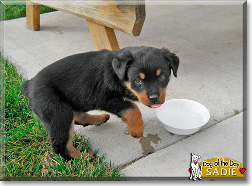 Sadie, the Dog of the Day