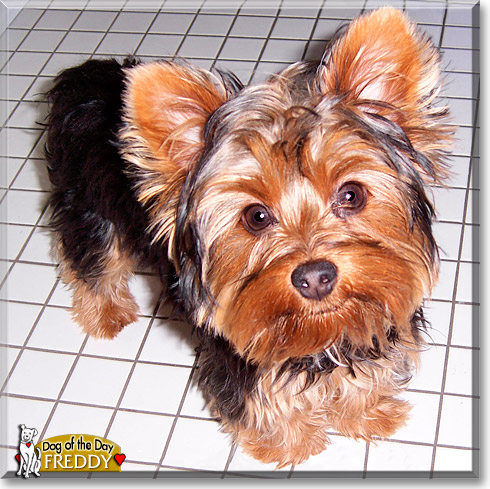 Freddy, the Dog of the Day