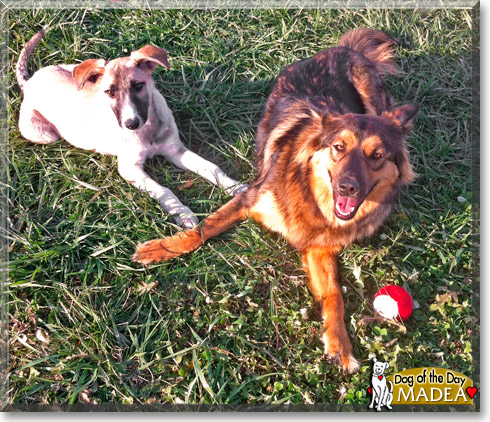 Madea, the Dog of the Day