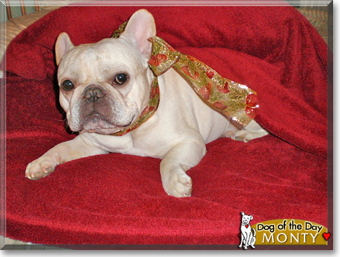 Monty, the Dog of the Day Monty, the Dog of the Day