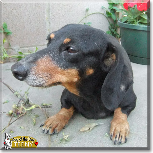 Teeny, the Dog of the Day Teeny, the Dog of the Day