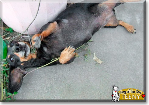 Teeny, the Dog of the Day Teeny, the Dog of the Day