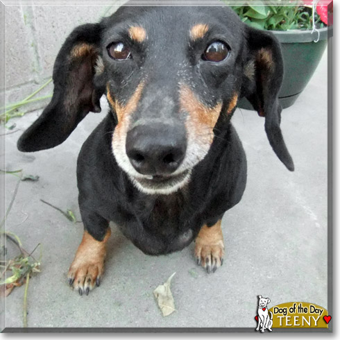 Teeny, the Dog of the Day Teeny, the Dog of the Day