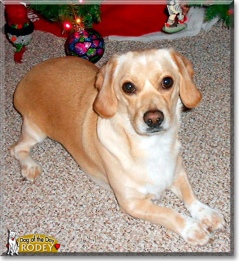 Rodey, the Dog of the Day
