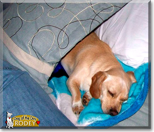 Rodey, the Dog of the Day
