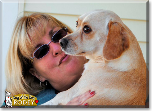 Rodey, the Dog of the Day