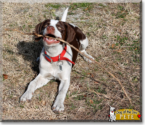 Pete, the Dog of the Day