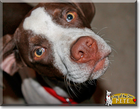 Pete, the Dog of the Day