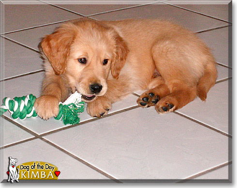 Kimba, the Dog of the Day